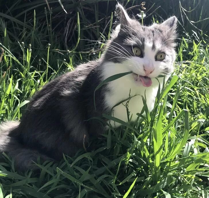 Кот кусает. Кусь. Милая кошка. Милые котики кусаются. Котик кусь.