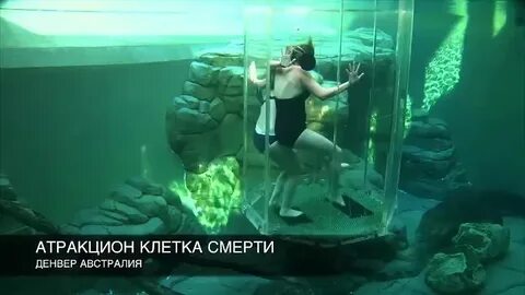 Гибель клетки видео