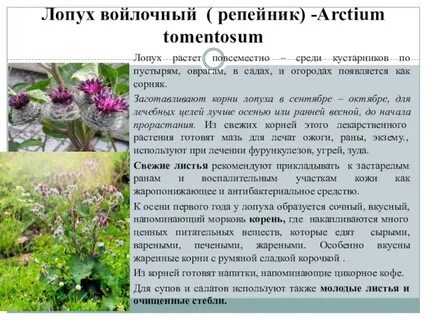 Систематика лопуха