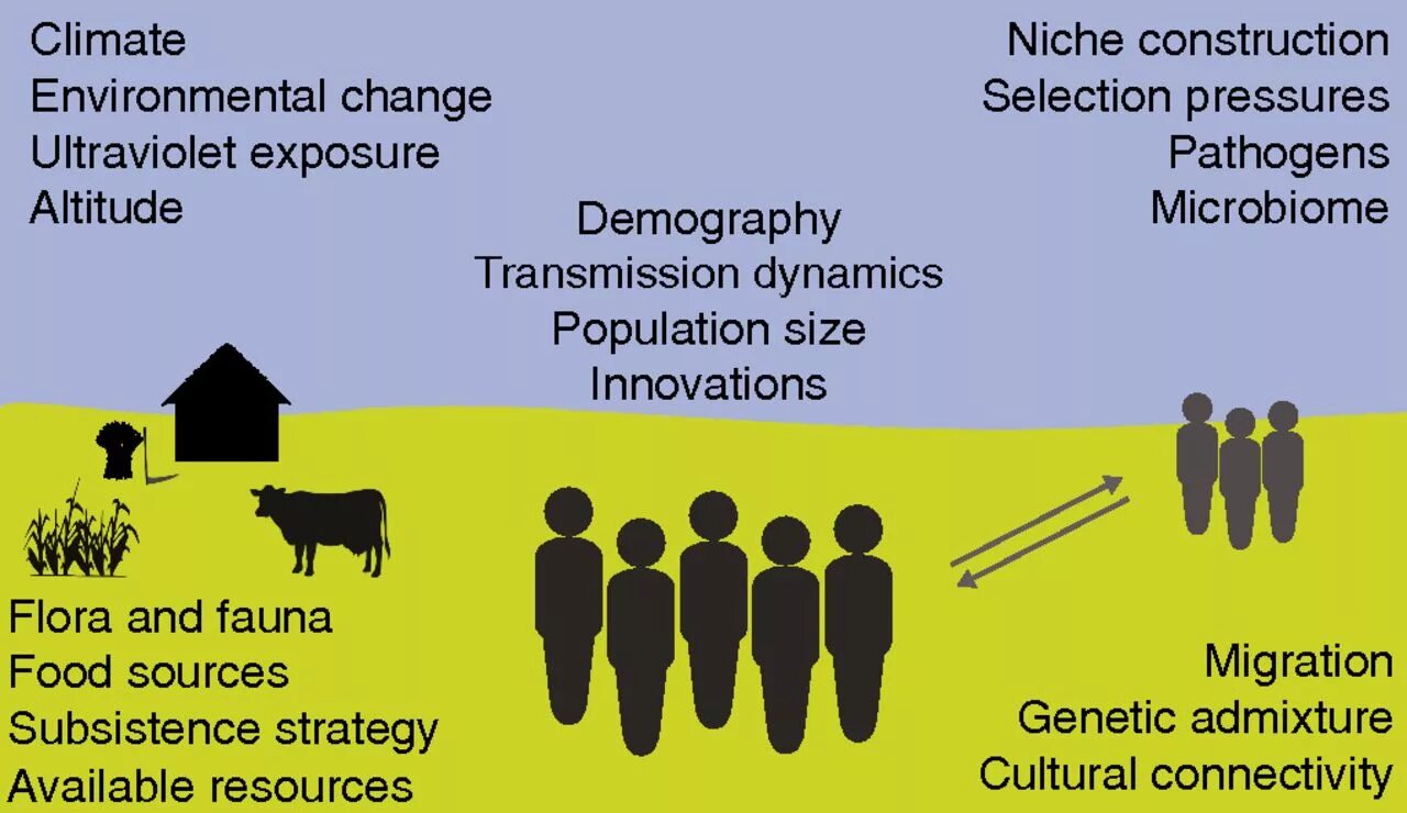 Cultural Cultured разница. Cultural Evolution. Идеи презентаций 2023. Evolution Theory in Society. Human culture