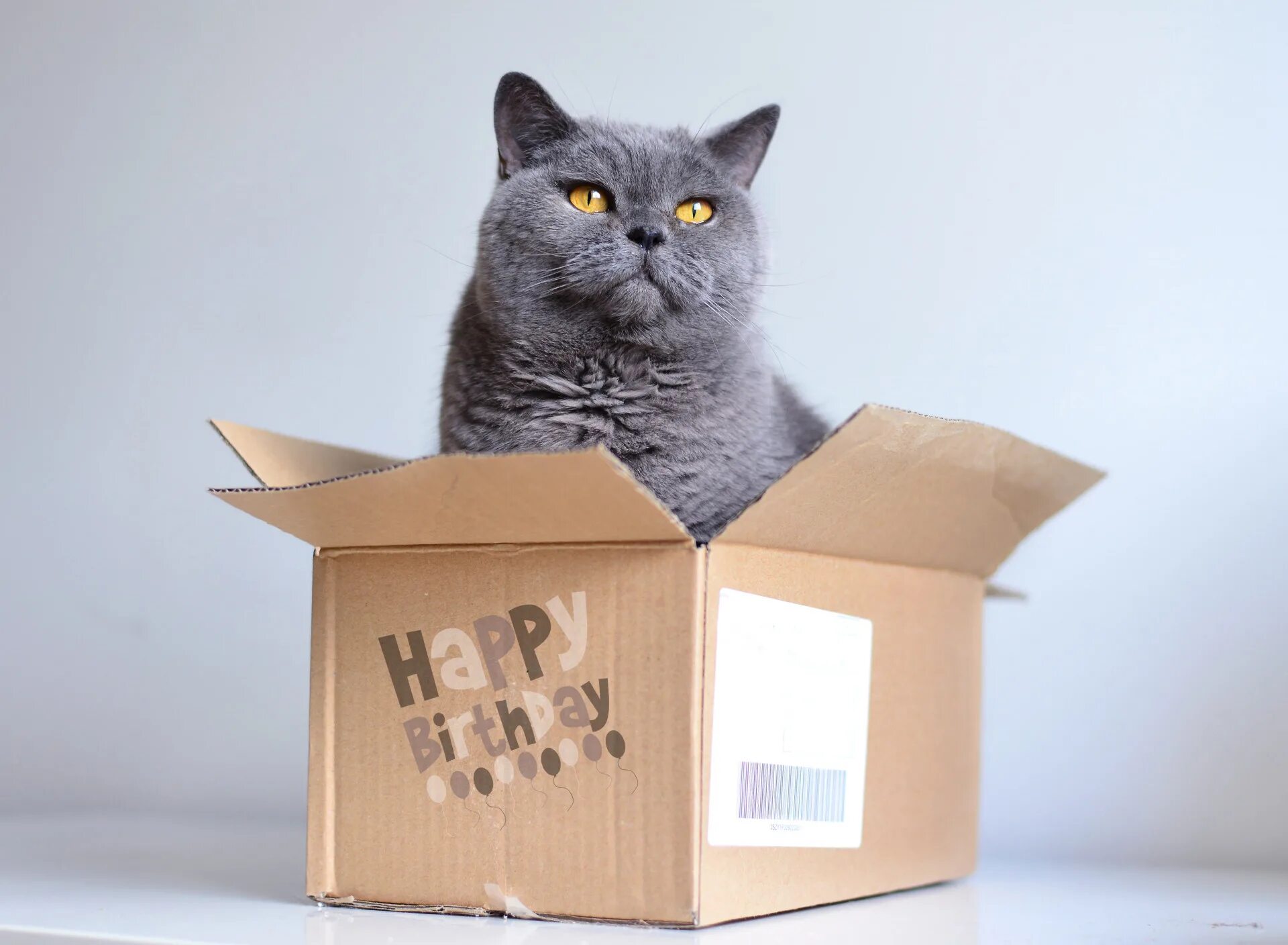 кошечка коробочка. коты в коробке. кошечка коробочка. коты в коробках. кошки любят коробки.