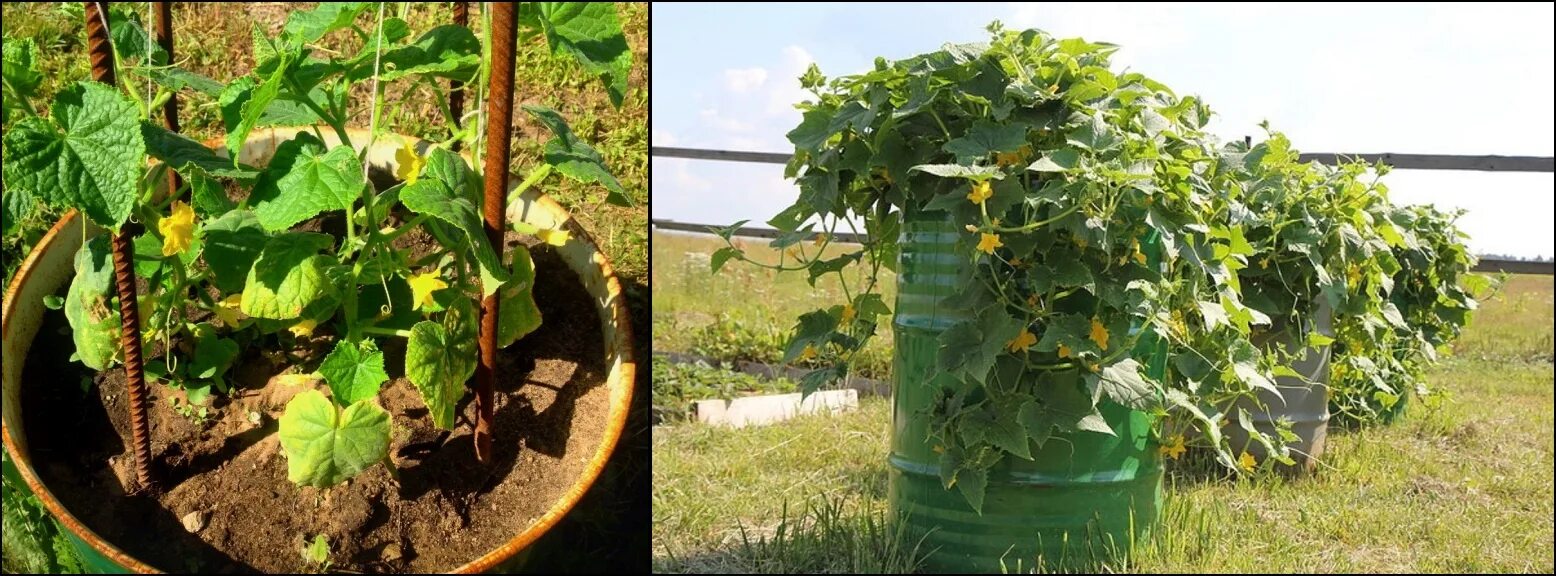 Огурцы в бочке фото. Огурцы в открытом грунте в бочке. Грядка бочка для огурцов. Подвязка огурцов в бочке. Выращиваем огурцы в бочке.