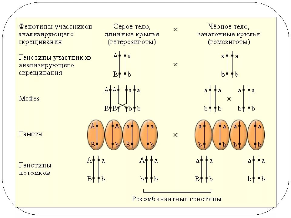 Кроссинговер между аллельными генами. Задачи генетики с кроссинговером. Кроссинговер схема скрещивания. Схема кроссинговера в задачах.