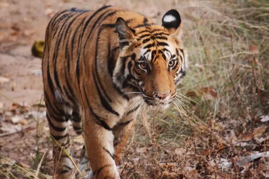 Тигры любят воду. Panthera tigris virgata. Тигр 2023. The great tiger. Суматранский тигр самец.