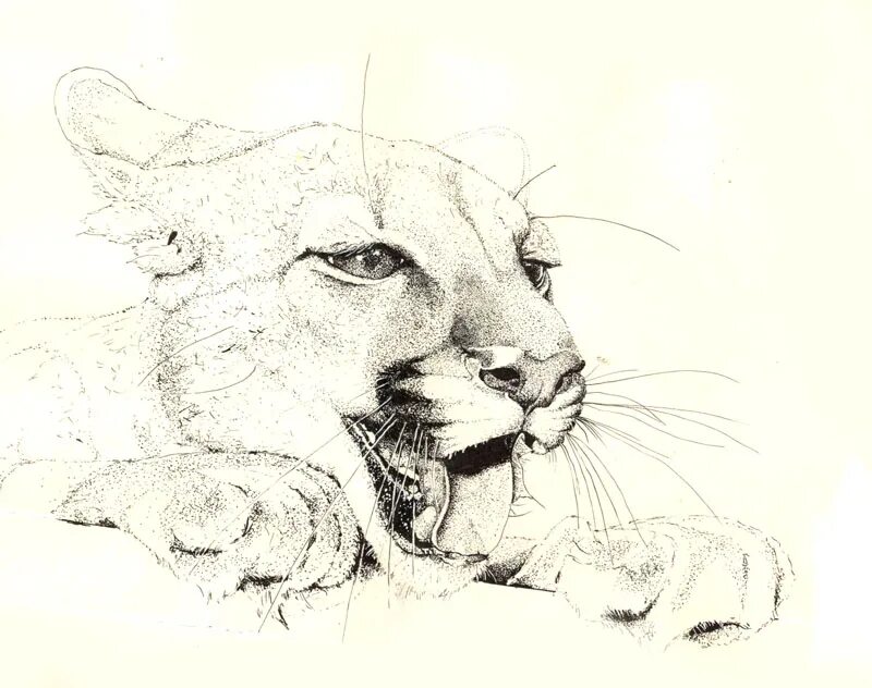 Рисунок дикой кошки. Животные карандашом. Рисунки карандашом животные. Львица эскиз. Красивые рисунки карандашом.