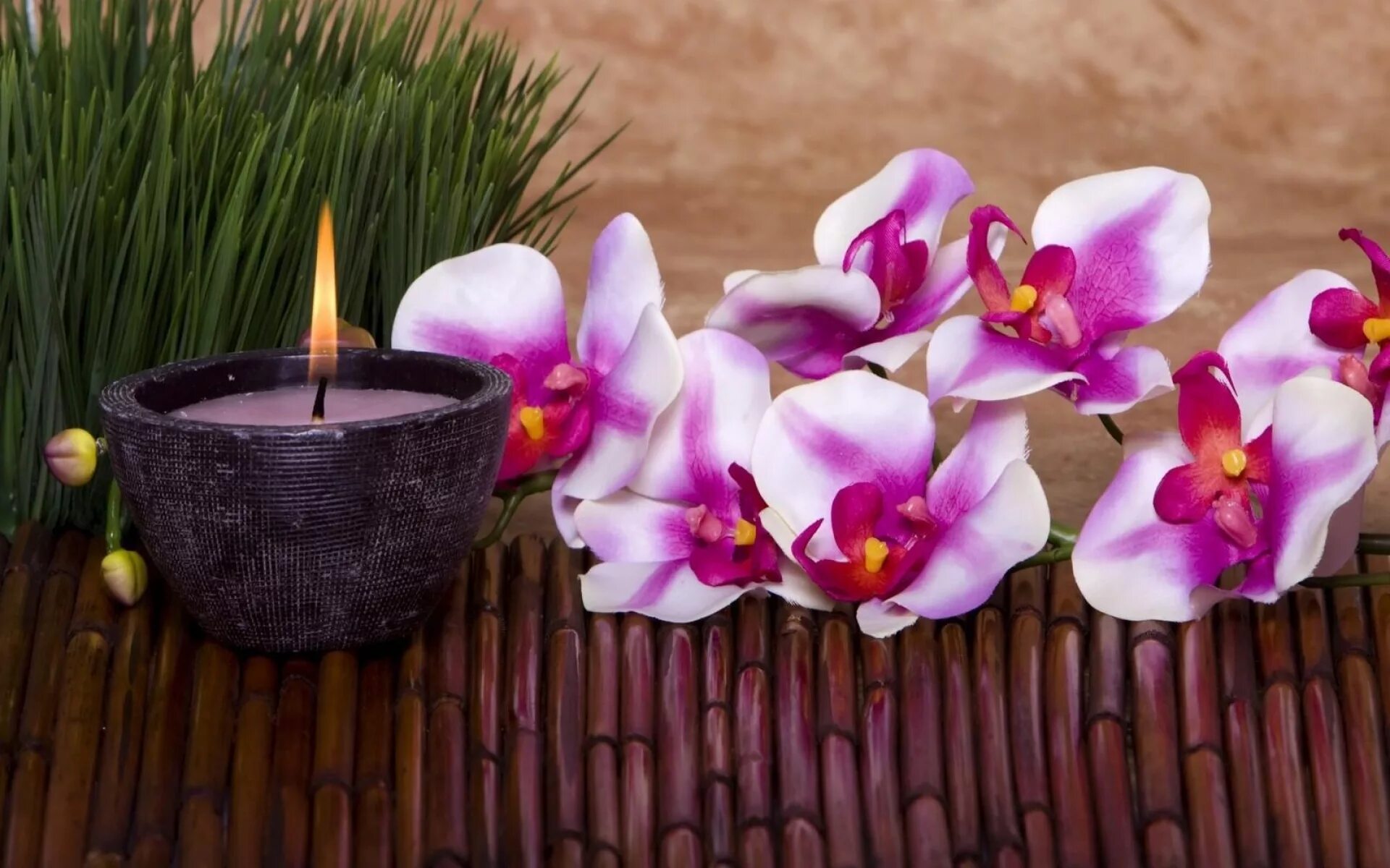 Массаж фон. Орхидея спа петербург. Кузнечный переулок массажный салон орхидея. Спа салон орхидея. Сауна орхидея оренбург на потехина.