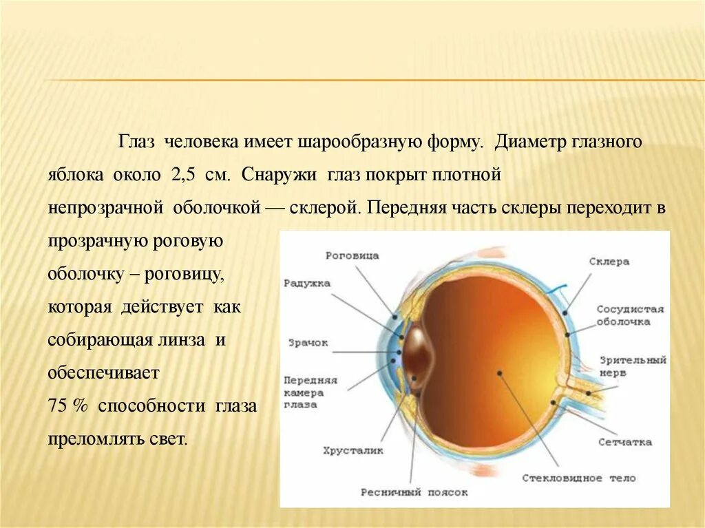 Диаметр глаза человека. Диаметр глазного яблока. Строение оптической системы глаза. Преломляющие структуры глаза.