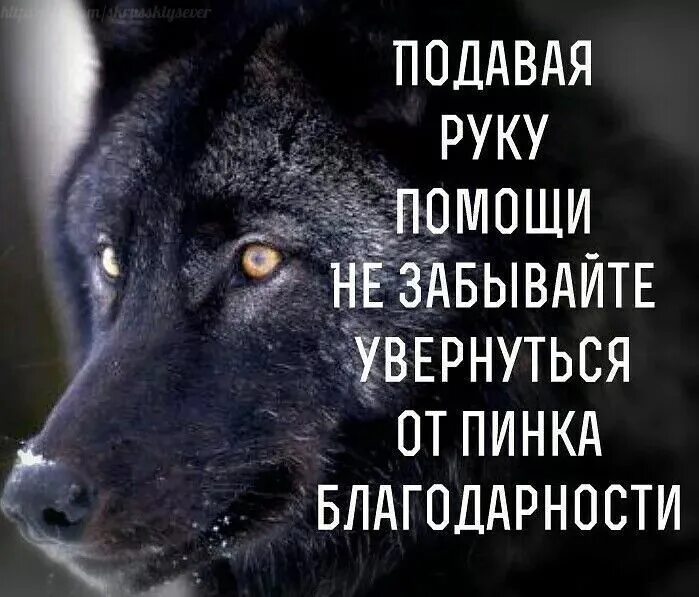 Один раз поможешь забудут. Не забудь выдернуться от пинка благодарности. Сделай людям добро забудут. Увернуться от пинка благодарности. Сделаешь людям добро забудут.