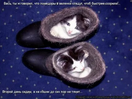 Каждая кошка купила пару сапожек
