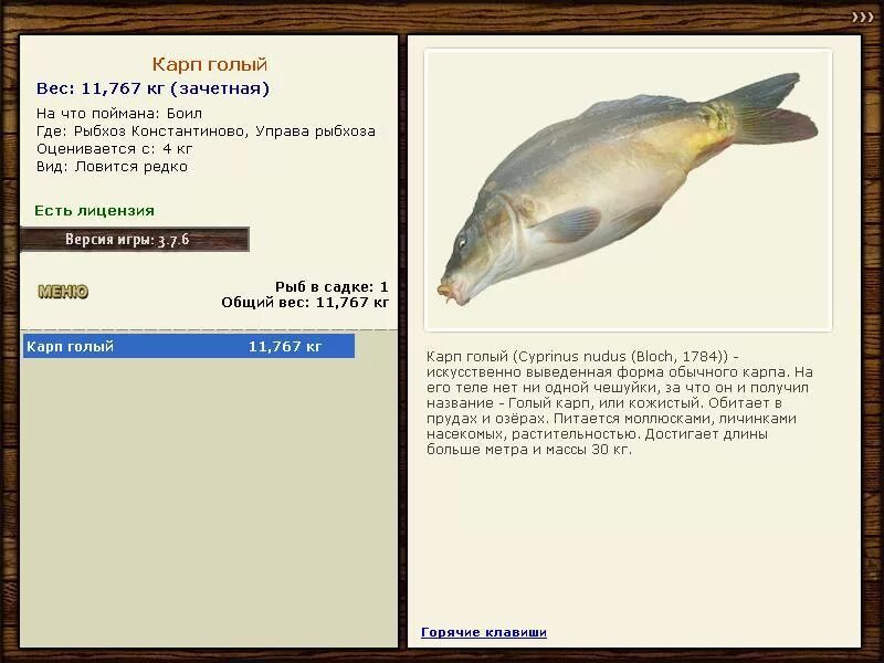 рыбхоз константиново русская рыбалка сиамский карп. рыбхоз константиново. русская рыбалка 3 рыбхоз форель. рыбхоз константиново русская рыбалка сиамский карп. сиамский гигантский карп.