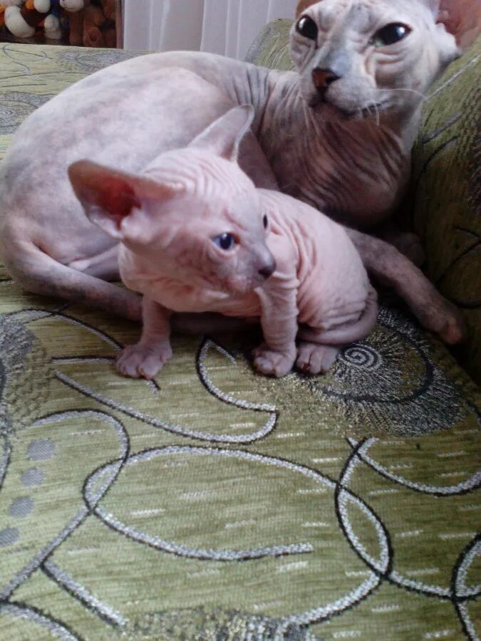 Отдам сфинкса. Котята сфинкса в добрые руки. Донской сфинкс котята. Отдам сфинкса. Котят сфинкса в добрые.