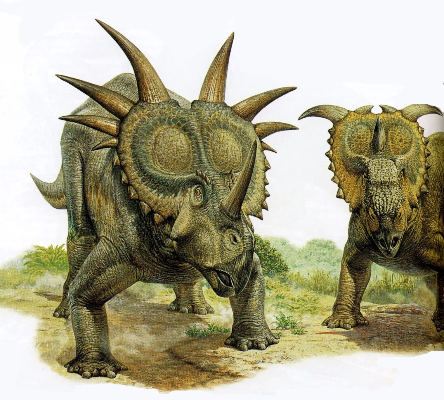 Цератопсы. Стиракозавр и Трицератопс. Травоядные динозавры Трицератопс. Цератопс и Трицератопс. Анкело Цератопс.
