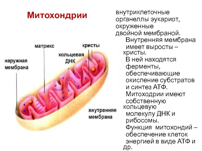 Ферменты внутренней мембраны митохондрий. Митохондрии имеют Кристы. Внутренняя мембрана митохондрий. Выросты внутренней мембраны митохондрий.