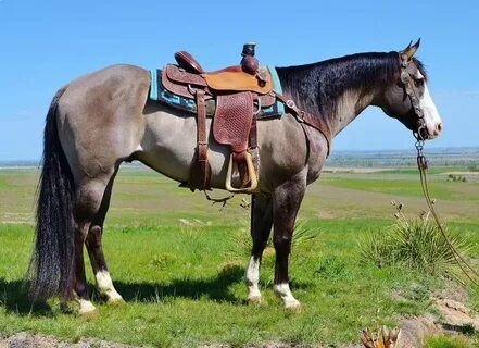 Horse sale