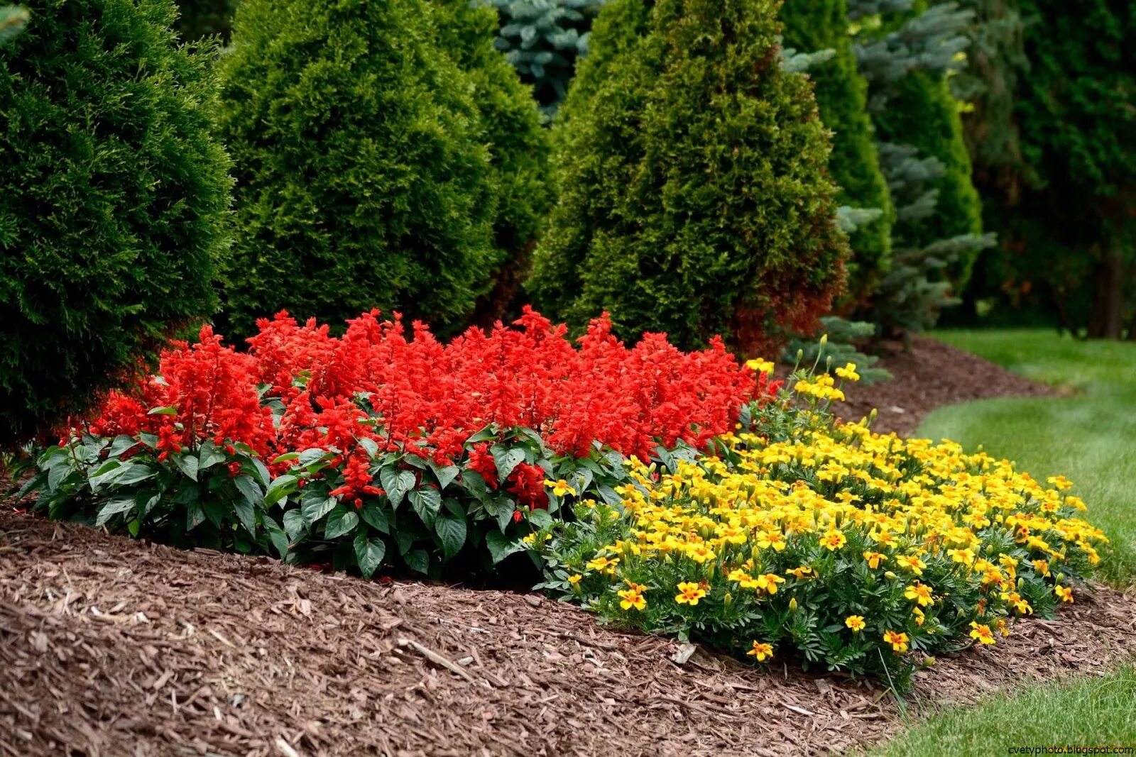 Сальвия и цинерария. Сальвия редди брайт ред на клумбах. Цветы сальвия. Сальвия бордюрная. Рабатка тунберга однолетник.