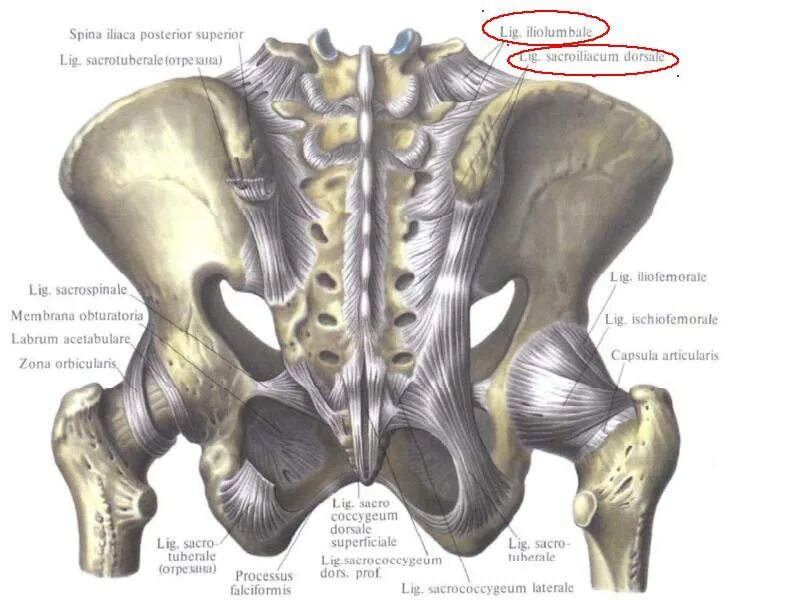 Тазобедренный сустав соединение. Анатомия тазобедренного сустава кости. Подвздошная кость таза анатомия. Скелет тазобедренный сустав анатомия. Крестец подвздошная кость анатомия.
