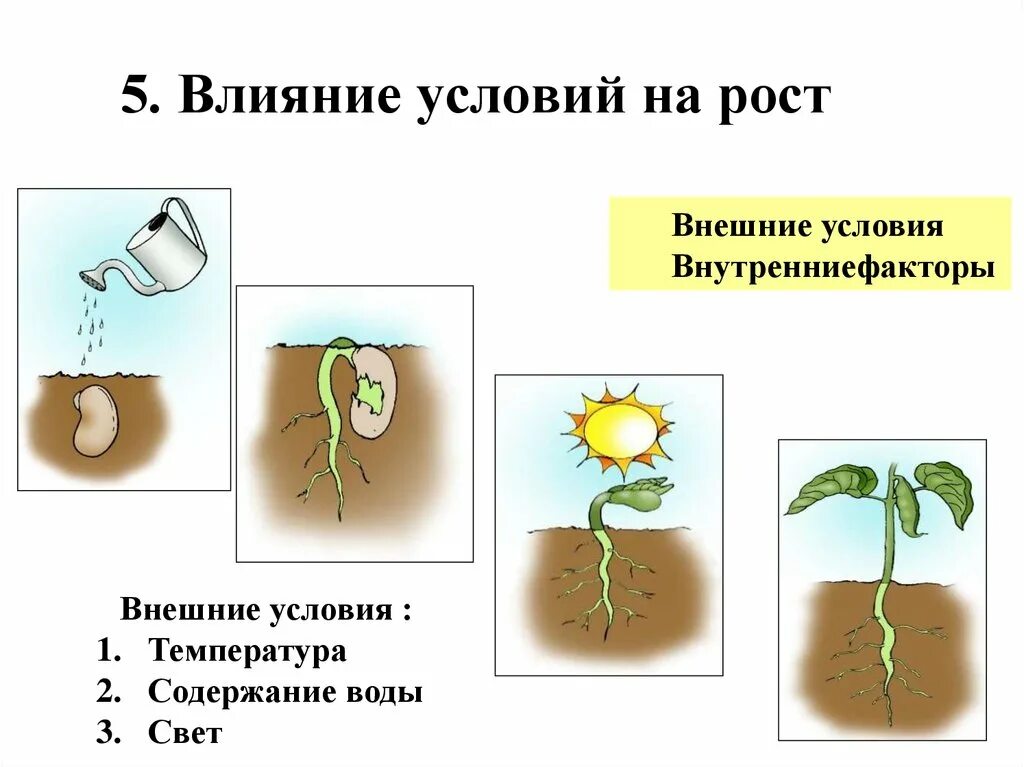 Превращение неживого в живое. Схема развития растения из семени. Схема развития растения из семени 3 класс. Условия роста растений. Условия развития растений.