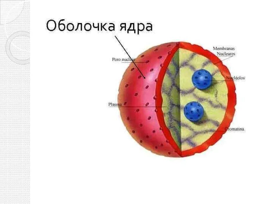 Рисунок ядра мембраны