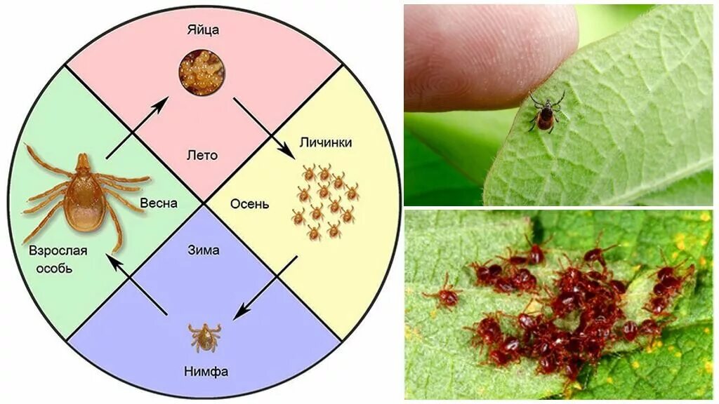 Где зимуют клещи. Активность клещей. Период активности клещей. Периоды активности клеящей. Клещи активный период.