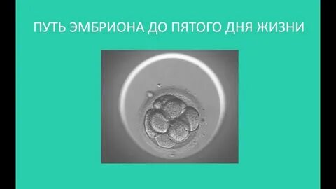 Эмбрионы получились