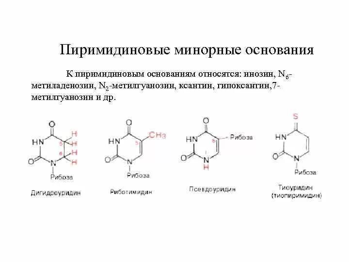 К основаниям относят. Минорных пиримидиновых оснований-нуклеозидов. минорные пуриновые основания. минорных пуриновых и пиримидиновых основания.. к пиримидиновым азотистым основаниям относятся.
