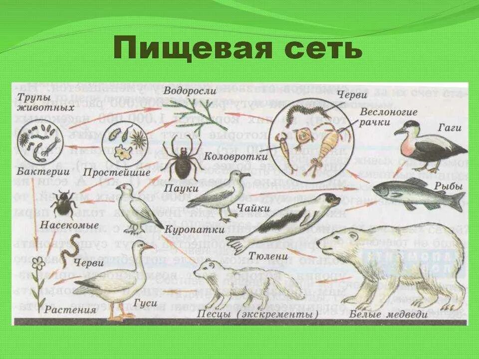 Урок пищевые связи в природных сообществах. Пищевая сеть из 15 организмов. Пищевая сеть 20 организмов. Биологические сети цепи питания. Сеть питания биология 5 класс.