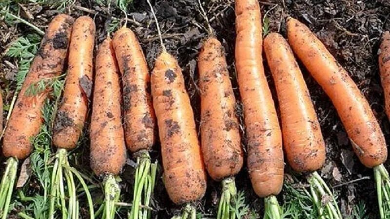 Морковь нандрин. Морковь Нандрин f1. Нандрин морковь описание сорта. Морковь Болтекс.