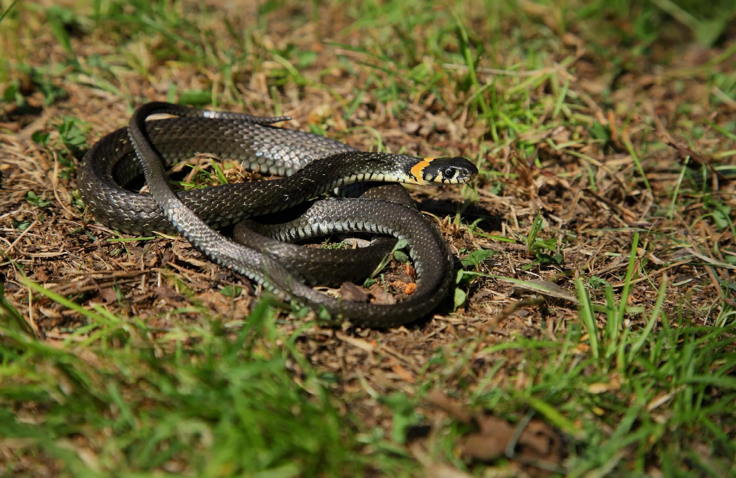 Grass snake. Гадюка Болотная. Обыкновенный уж Natrix Natrix. Змея гадюка Болотная. Уж обыкновенный - змея неядовитая.