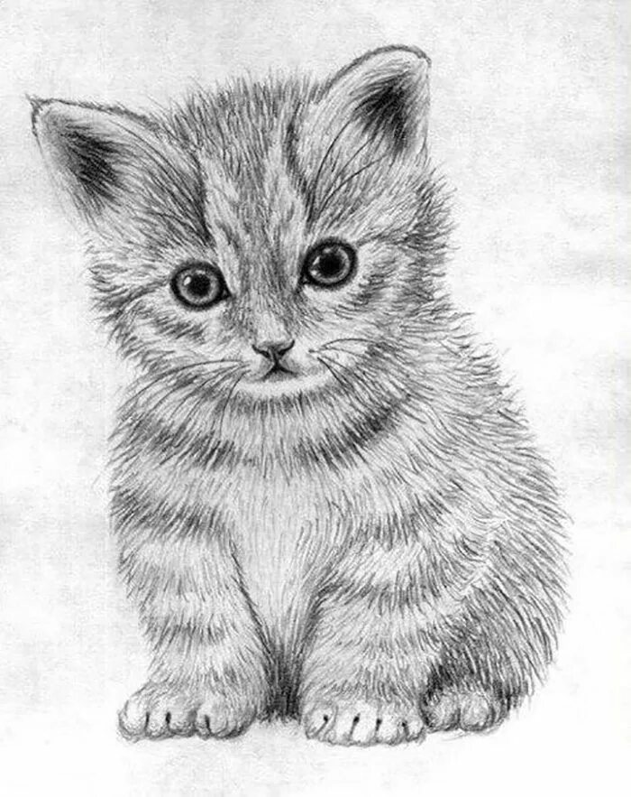 Картинки кошек рисовать. Кошка карандашом. Рисунки котиков. Котёнок рисунок карандашом. Котенок простым карандашом.