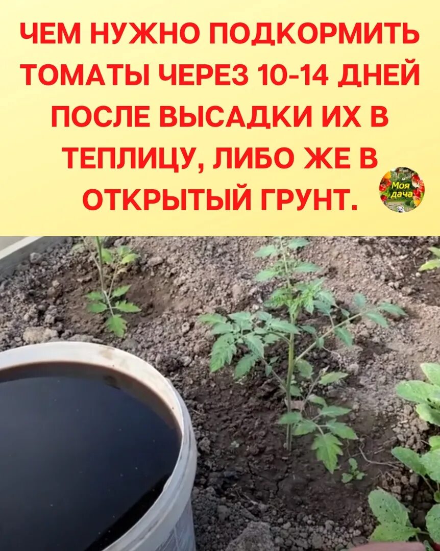 Чем подкармливать томаты после высадки в открытый грунт. Как подкормить помидоры медом правильно. Как подкормить помидоры грецкой скорлупой.