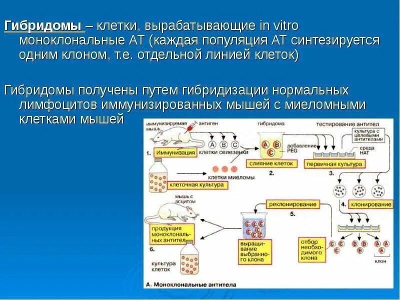 Для гибридом используются. Гибридомы и моноклональные антитела. Способы получения моноклональных антител. Схема производства моноклональных антител. Технология получения гибридом.