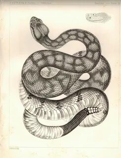 Snake plate
