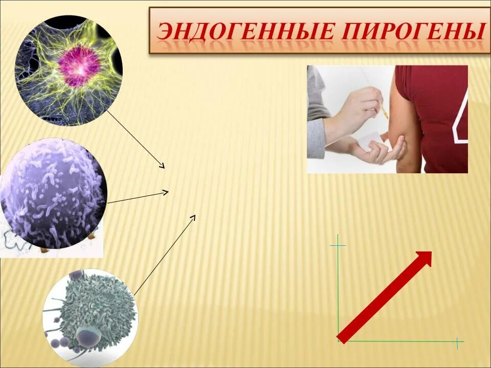 Эндогенные пирогены. Эндогенные пирогены. Эндогенные пирогены. К эндогенным пирогенам относятся. Эндогенные пирогены интерлейкин.