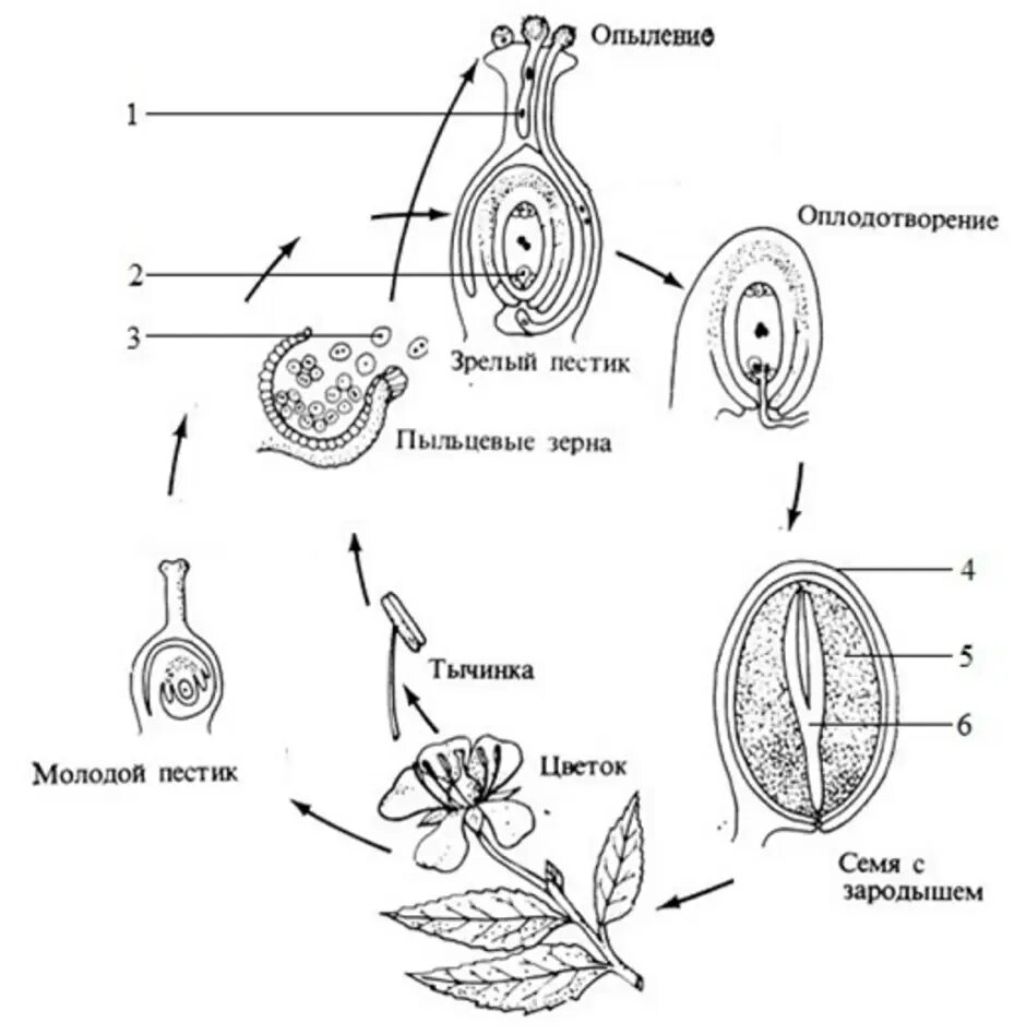 Оплодотворение покрытосеменных растений схема. Схема двойного оплодотворения у цветковых растений. Схема двойного оплодотворения у цветковых растений 6. Схема двойного оплодотворения у покрытосеменных растений 6. Характеристики оплодотворение после опыления установите соответствие