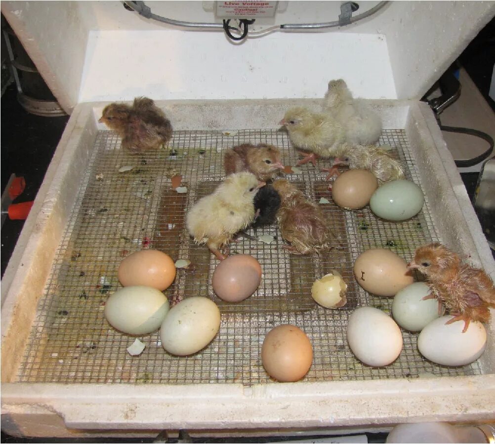 Фото яиц в инкубаторе по дням. Инкубация страусиных яиц. Инкубатор для страусиных яиц. Цыплята из инкубатора. Инкубатор для яиц страуса.