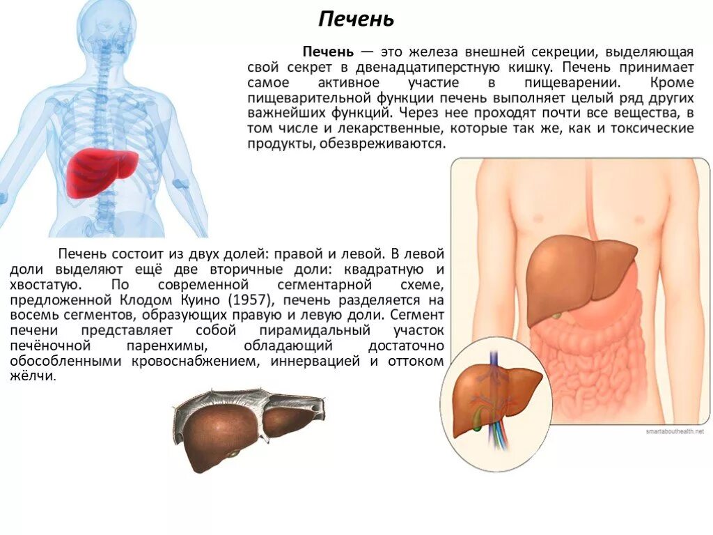 Печень является железой. Пищеварительные железы печень поджелудоч. Печень железа внешней секреции. Функции печени в пищеварении. Печеночная железа функции.