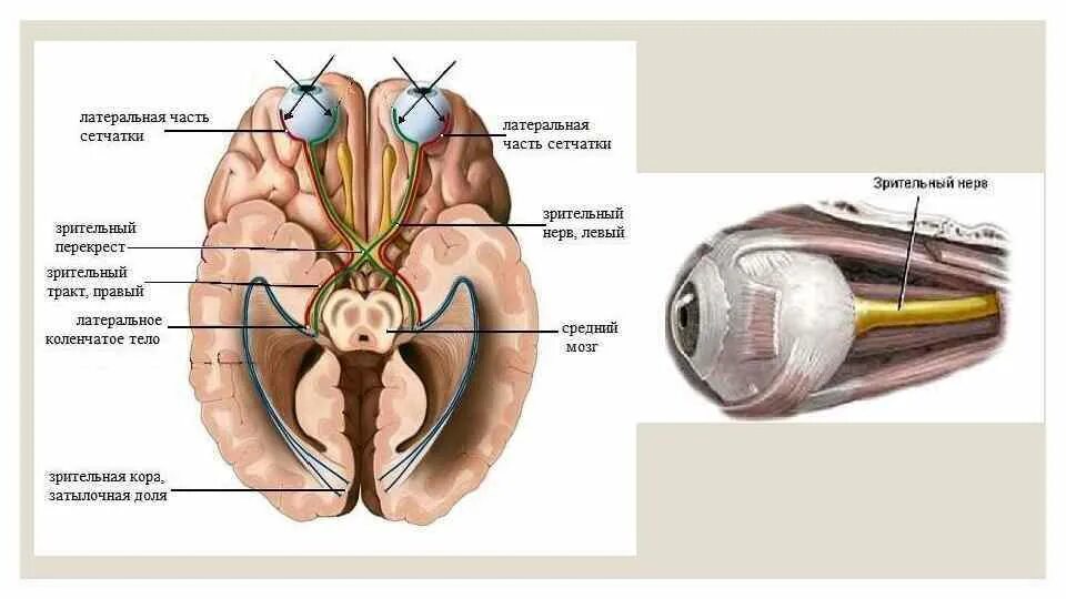 Два зрительных нерва. Зрительный нерв вторая пара черепно-мозговых нервов. Перекрест зрительных нервов внутри черепа. Перекрест зрительного нерва анатомия. Зрительный тракт анатомия.