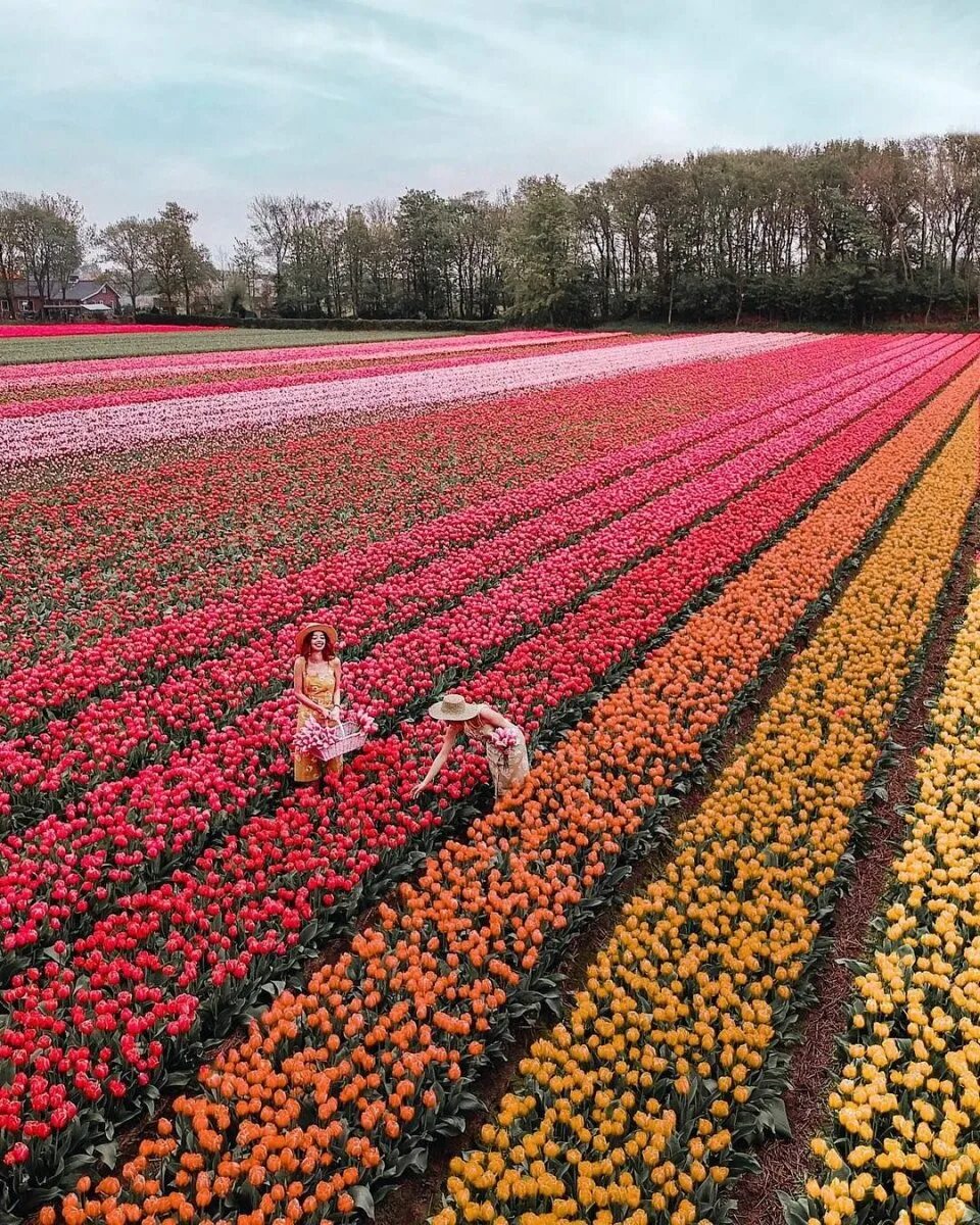 Где тюльпановые поля. Тюльпановые плантации в Голландии. Амстердам тюльпановые поля. Голландские тюльпаны поля Голландии тюльпановые поля Голландии.