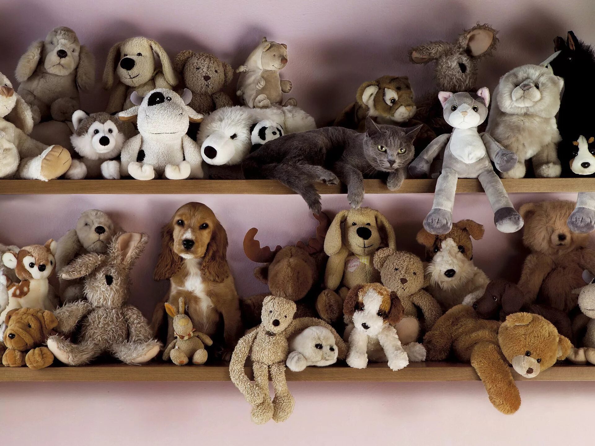 Где хорошие игрушки. Где хорошие игрушки