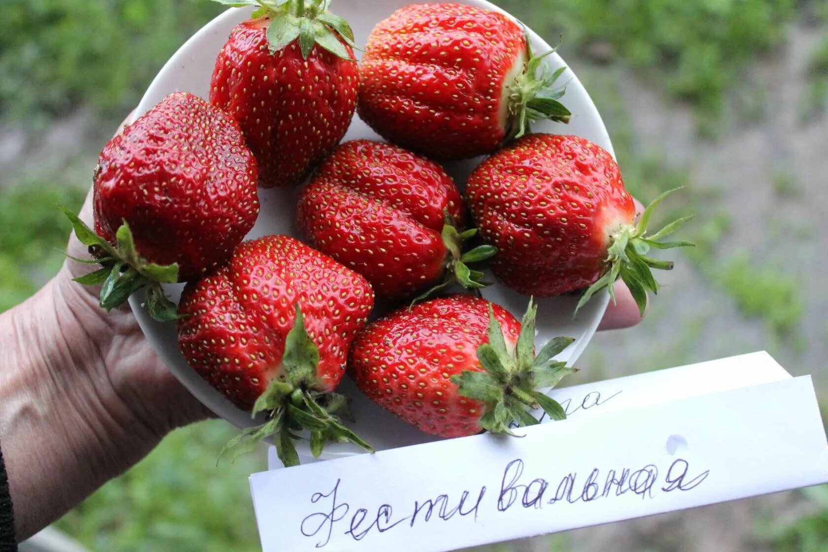 Клубника садовая сорт фестивальная. Земляника крупноплодная фестивальная. Малино-поляничный гибрид. Клубника фестивальная ремонтантная. Сорт земляники фестивальная ромашка.