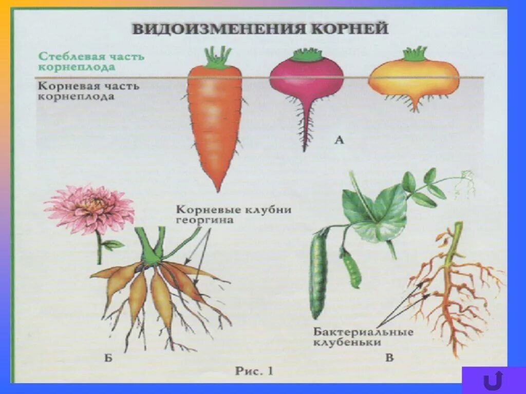 Видоизмененный корень имеется у. Корнеплоды видоизменения корня. Строение корнеплода биология 6 класс.