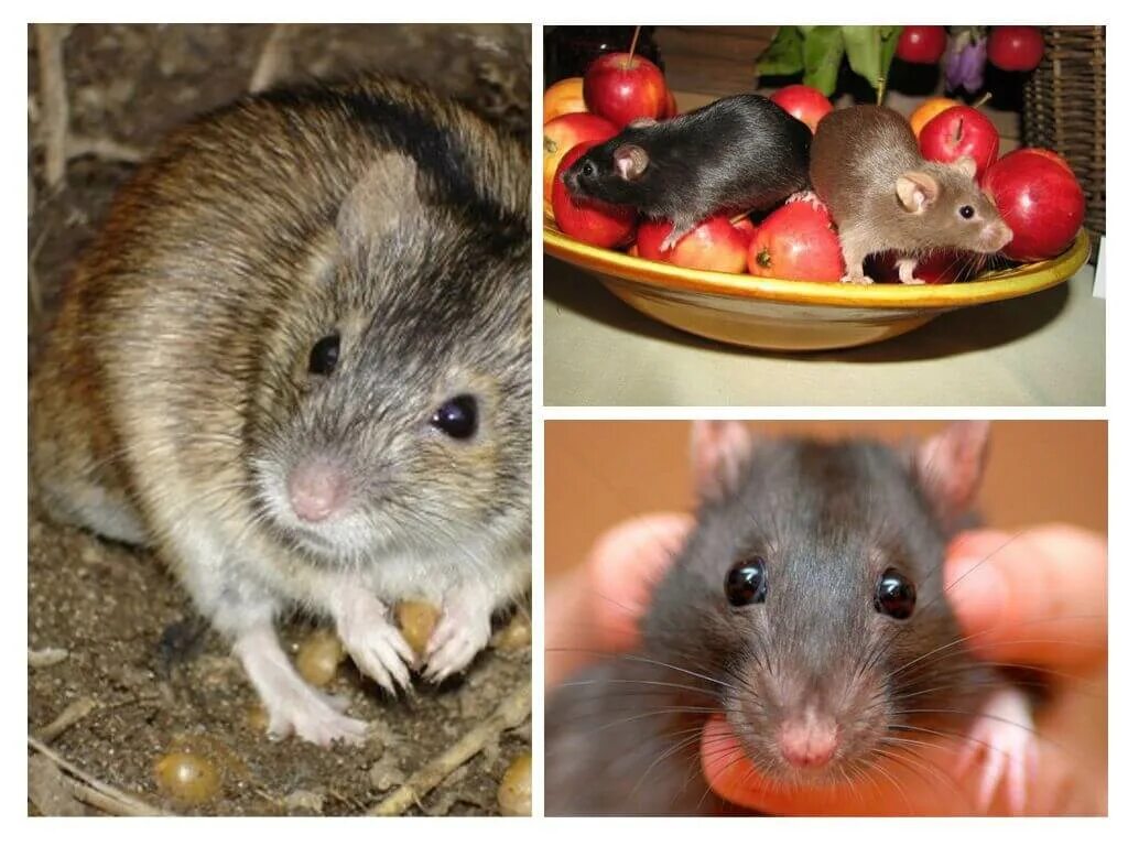 Продолжительность жизни мышей в природе. Мышь декоративная Продолжительность жизни. Питание грызунов. Насколько бывают маленькие мыши.