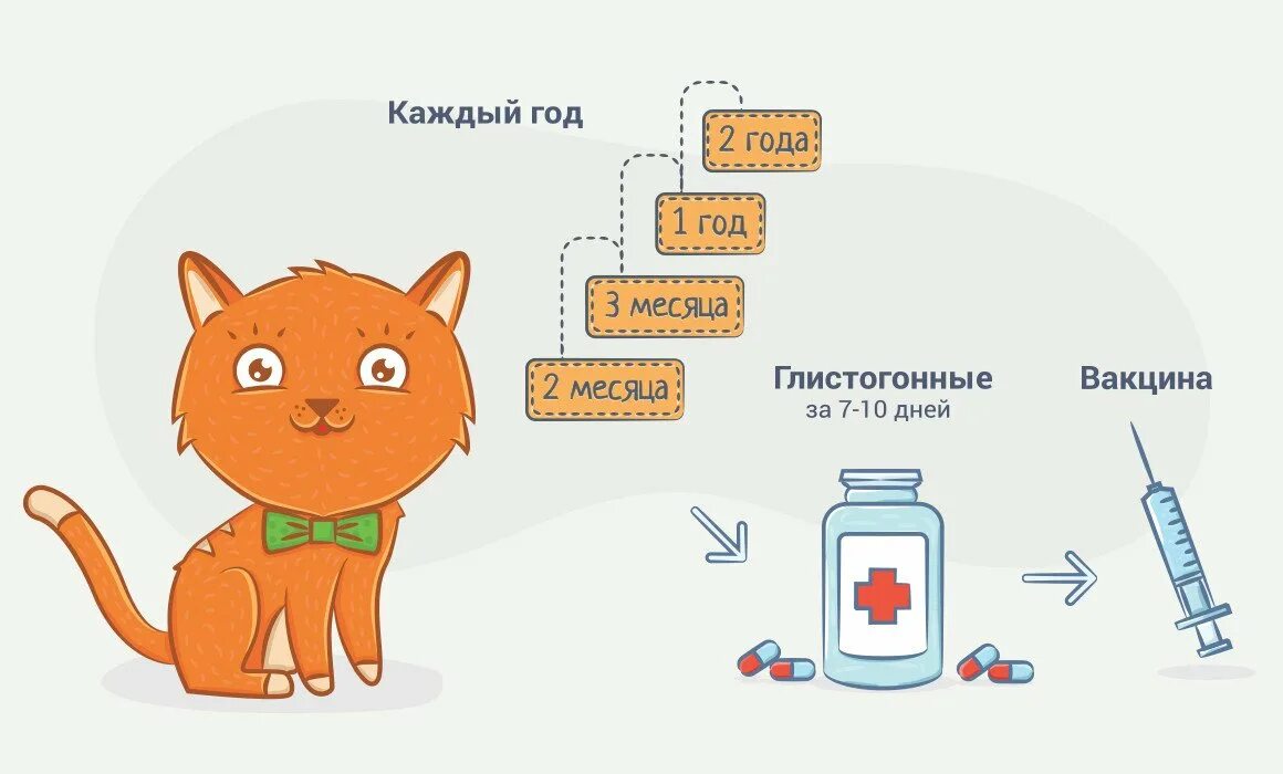 Сколько после глистогонки можно делать прививку. Схема прививок для кошек. Вакцинация котят схема. Какие прививки делают котам в 1 год. Схема прививок для кошек и котят.