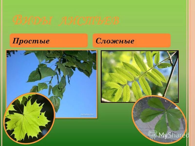 дуб простое или сложное растение