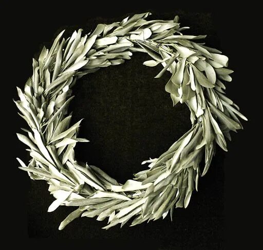 Оливковая ветвь награда в древней греции. Лавровый венок олимпийских игр в древней греции. Олимпионики в древней греции. Оливковый венок в древней греции символ. Лавровый венок олимпийских игр в древней греции.