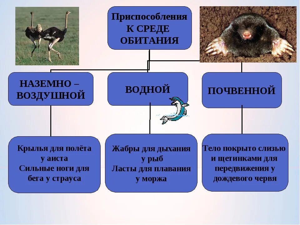 Приспособление животных к почвенной среде обитания. Приспособления организмов к наземно-воздушной среде обитания. Черты приспособленности животных к среде обитания почва. Черты приспособленности к наземно воздушной среде обитания. Внешним условиям жизни