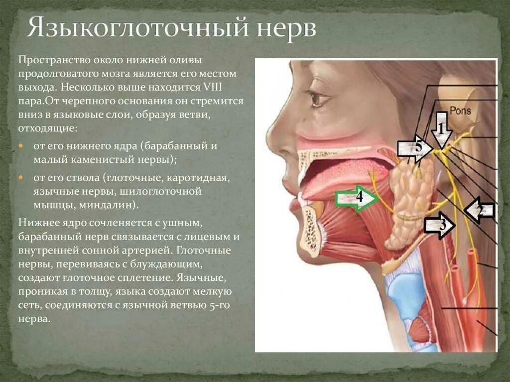 Языкоглоточный блуждающий нерв. Миндаликовая ветвь языкоглоточного нерва. Топография языкоглоточного нерва. Каротидная ветвь языкоглоточного нерва. Нарушения иннервации языкоглоточного нерва.