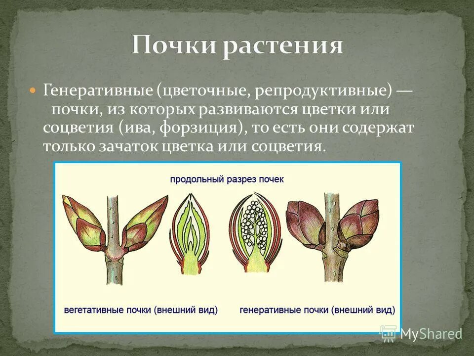 Генеративный период