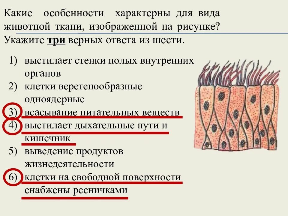 К тканям растений относится ответ. Животные ткани. Какая ткань изображена на рисунке. Какие типы тканей характерны для животных. Ткани растений и животных.