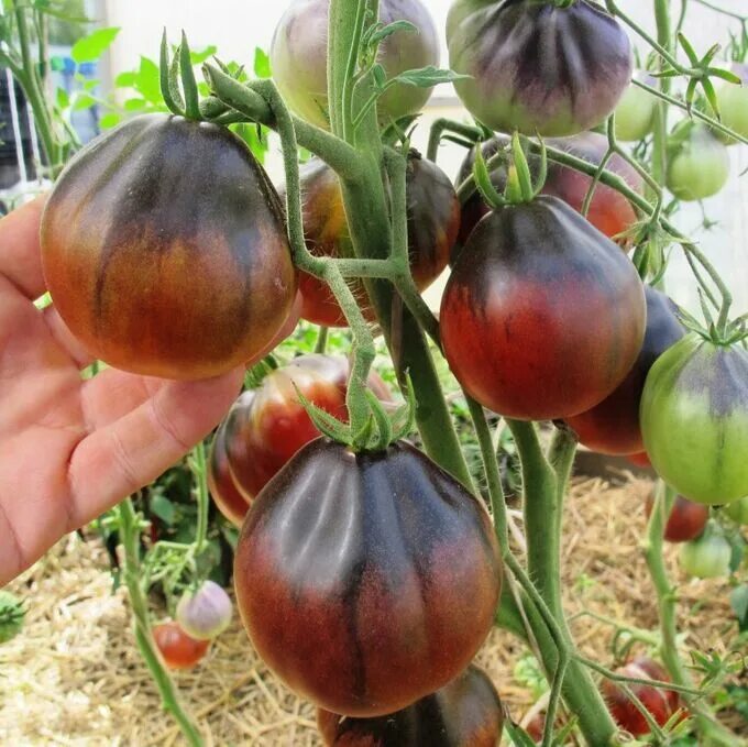 Pear tomato